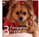 3. Pampered Puppy