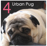 4. Urban Pug