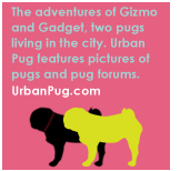 The adventures of Gizmo and Gadget, two pugs living in the city. Urban Pug features pictures of pugs and pug forums.  urbanpug.com