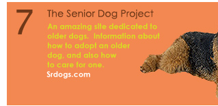 7. The Senior Dog Project. An amazing site dedicated to older dogs.  Information about how to adopt an older dog, and also how to care for one.  srdogs.com